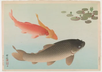 Carpa, 1935